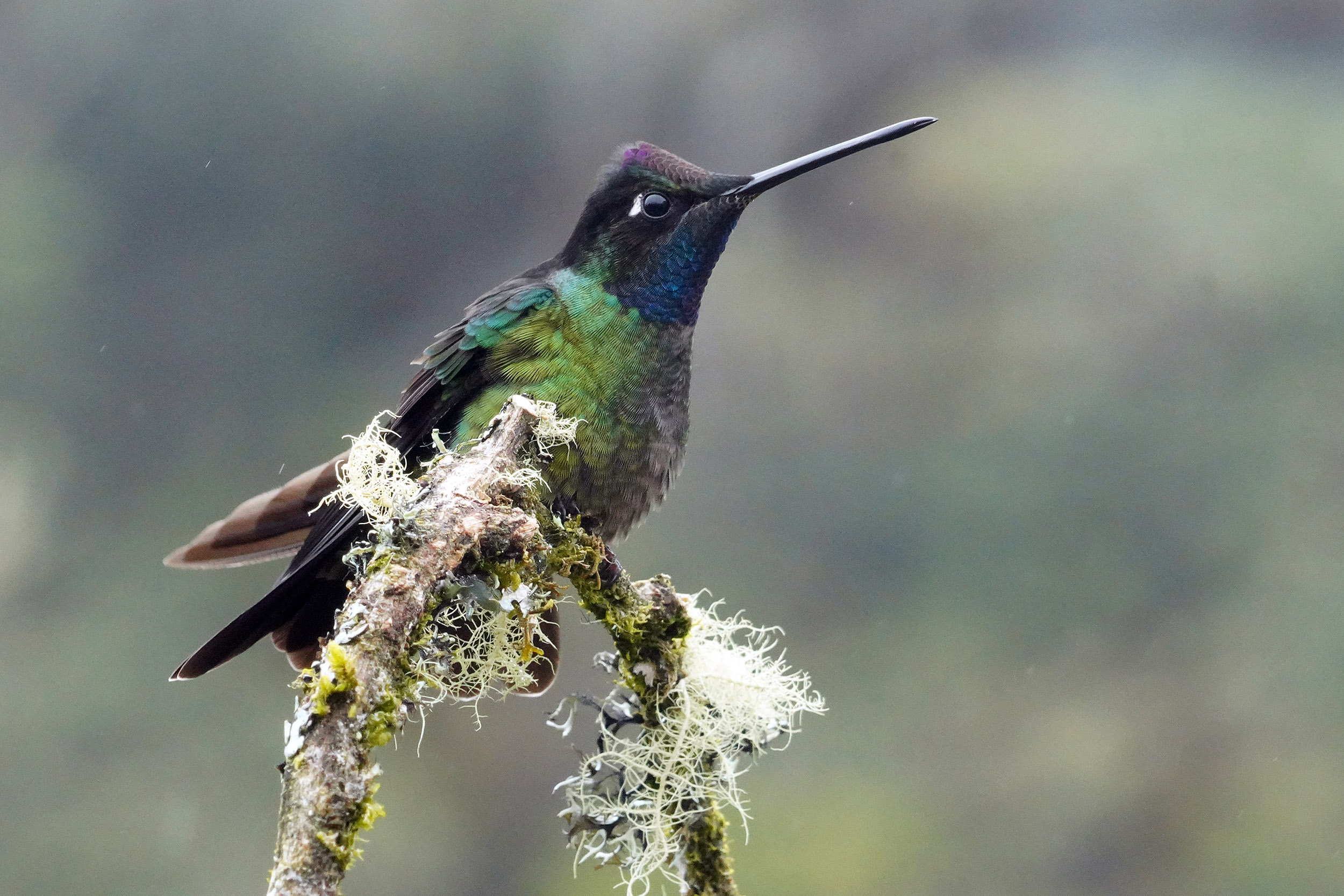 Costa Rica - Février 2025